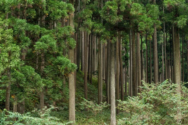 Tropisch groen bos — Stockfoto