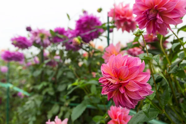 Fiori di crisantemo rosa — Foto Stock