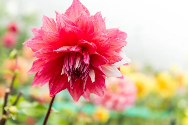 Fiore di crisantemo rosa — Foto Stock