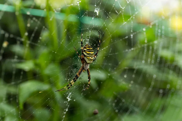 Spider on Web in green forest — Stock Photo, Image