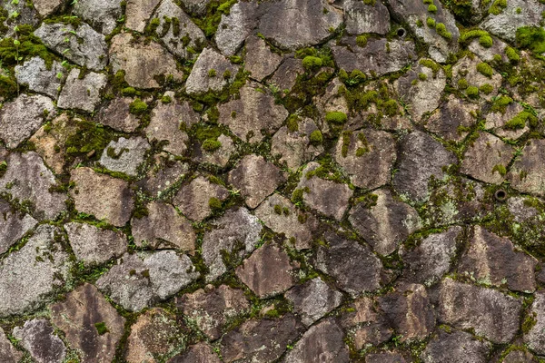 Rock stone wall with green sprout — Stock Photo, Image