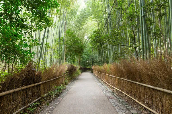 Arashiyama Bambusskogen – stockfoto