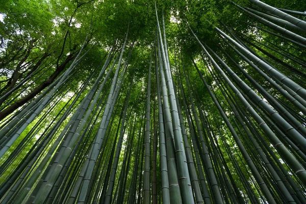 Verde Foresta di bambù — Foto Stock