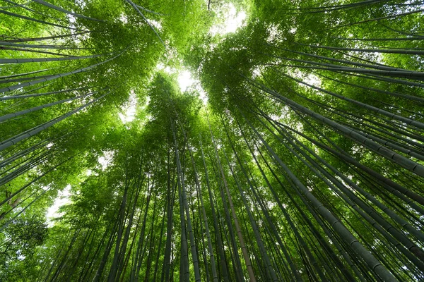 Bosque de bambú con destello solar — Foto de Stock