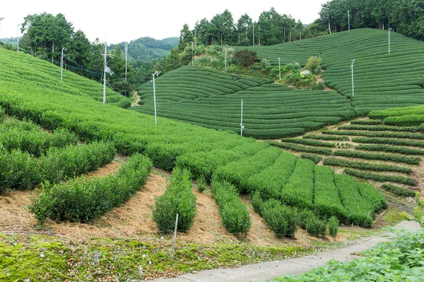 Färskt grönt te gård — Stockfoto
