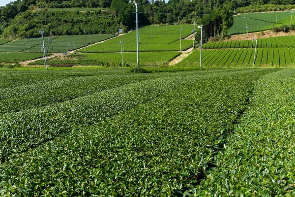 Čerstvý zelený čaj farma — Stock fotografie