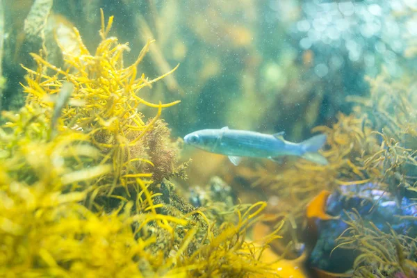 Korallenriff und tropische Fische im Aquarium — Stockfoto