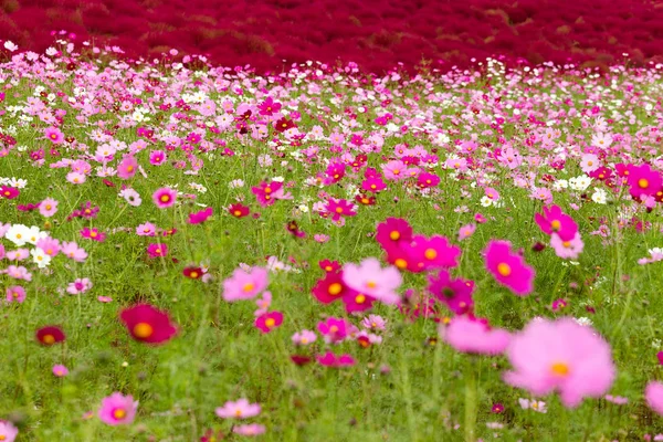 Cosmos flores y flores Kochia —  Fotos de Stock