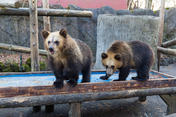 Little Bears in zoo
