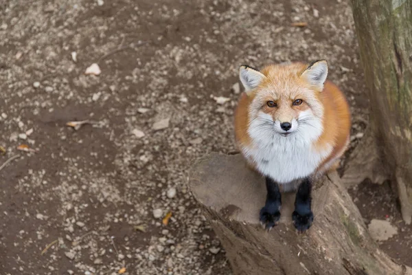 Keresi fel bájos Fox — Stock Fotó