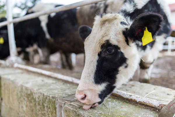 Vacas na fazenda no Japão — Fotografia de Stock