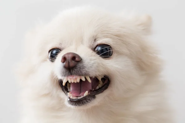 Perro pomeraniano blanco enojado — Foto de Stock