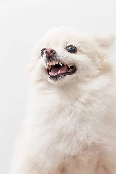 Fotos De Pomerania Blanco De Stock Pomerania Blanco Imagenes Libres De Derechos Depositphotos Fotos De Pomerania Blanco De Stock Pomerania Blanco Imagenes Libres De Derechos Depositphotos