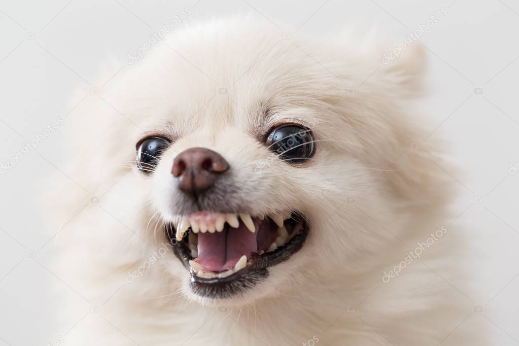Angry white pomeranian dog
