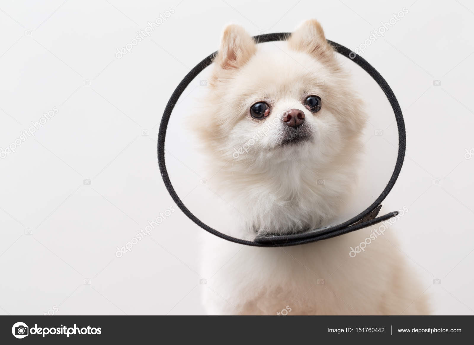 pomeranian collar