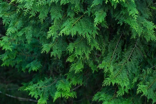 Groene boombladeren — Stockfoto