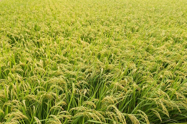 Rijstveld in Japan — Stockfoto