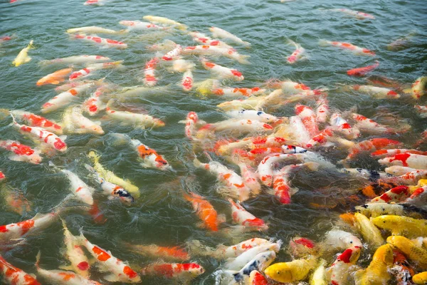 Peces koi en estanque de agua —  Fotos de Stock