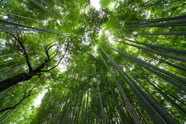 Forêt de bambous à faible angle — Photo