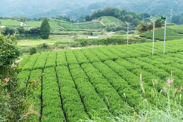 Färskt grönt te fält — Stockfoto