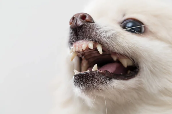 Pomeranian dog getting angry — Stock Photo, Image