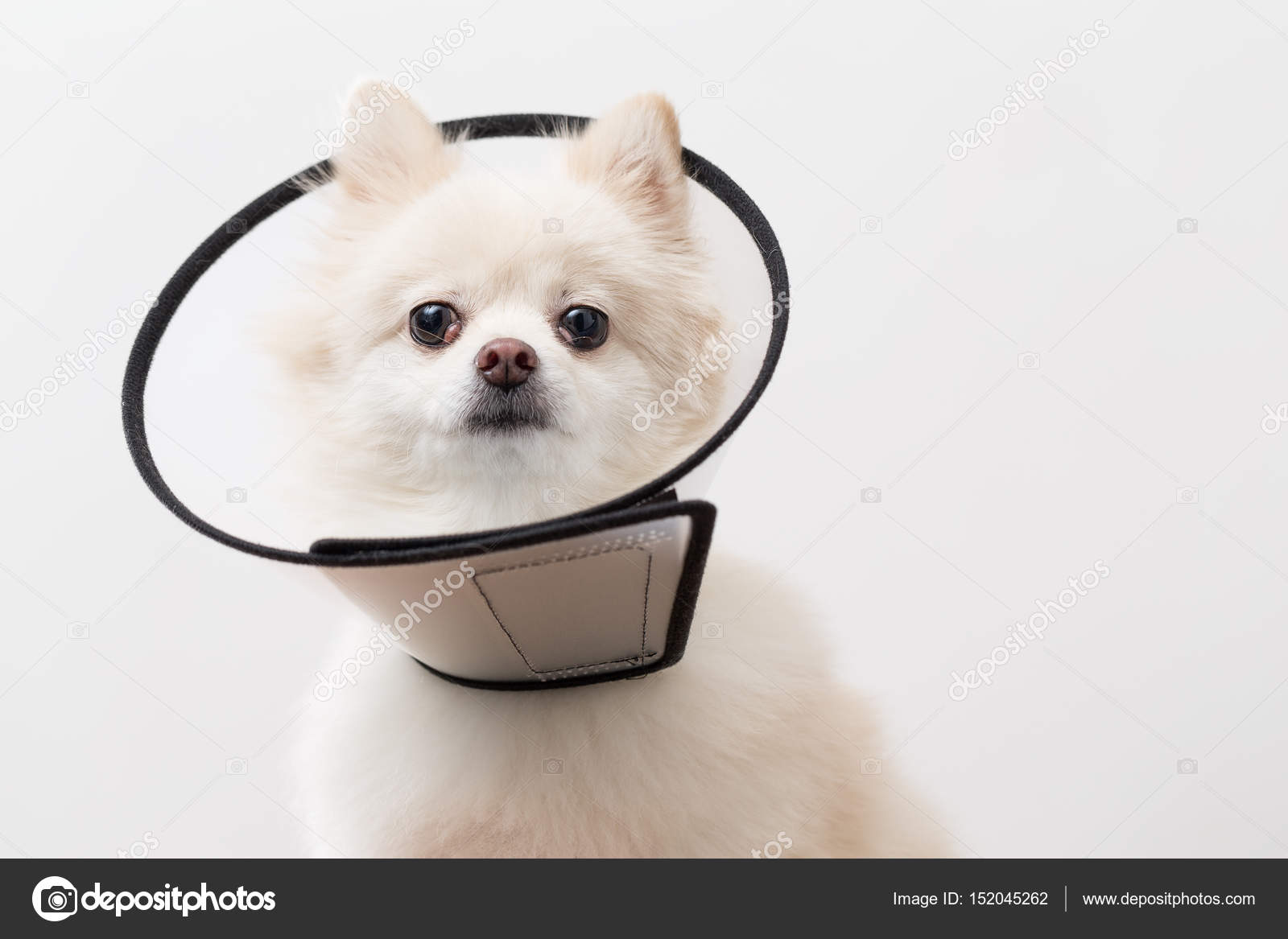 pomeranian collar