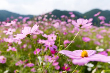 Cosmos çiçek çayır  