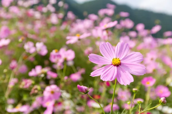 Cosmos tarlada çiçekler pembe — Stok fotoğraf