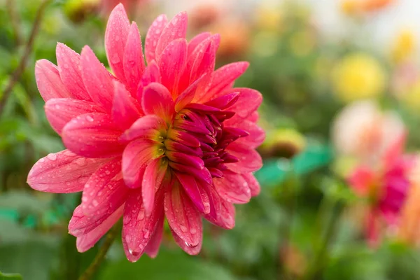 Fiore di crisantemo rosa — Foto Stock