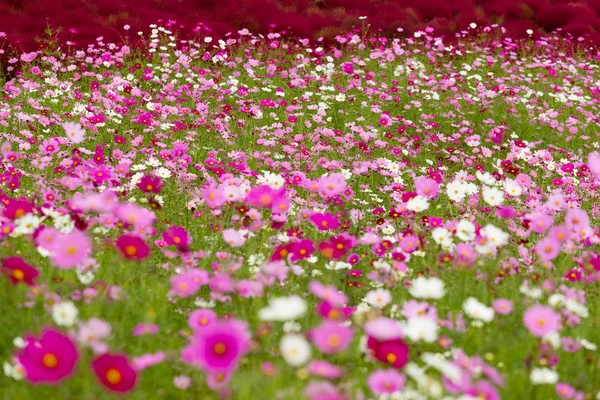 Campo di fiori del cosmo — Foto Stock