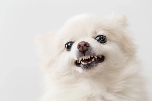 Злая померанская собака — стоковое фото