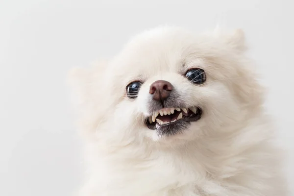 Perro pomerania enojado — Foto de Stock