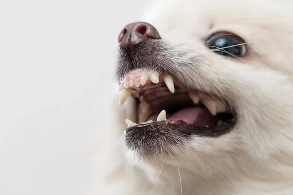 Pomeranian cão ficando com raiva — Fotografia de Stock