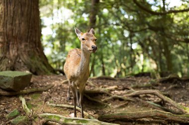 Parkta sevimli geyik