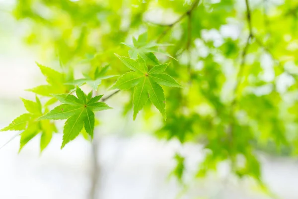 Árvore de bordo verde — Fotografia de Stock