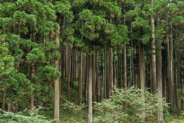 Forêt verte avec de grands arbres — Photo
