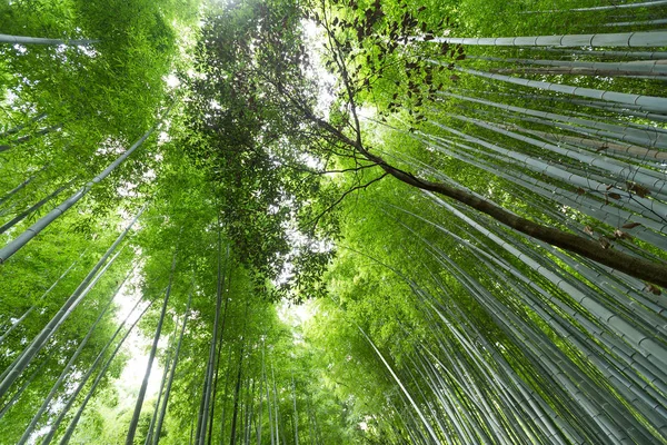 Green Bamboo forest — Stock Photo, Image