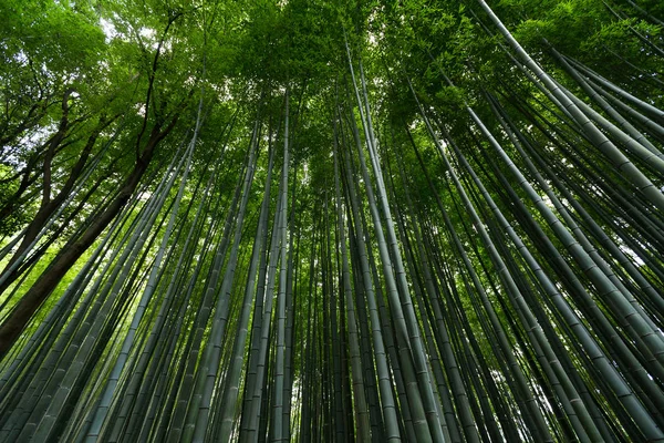 Arashiyama bambusové lesy — Stock fotografie