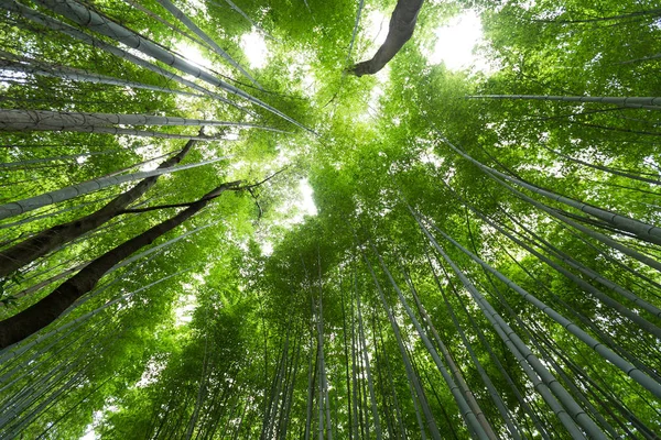 Bosque de bambú verde — Foto de Stock