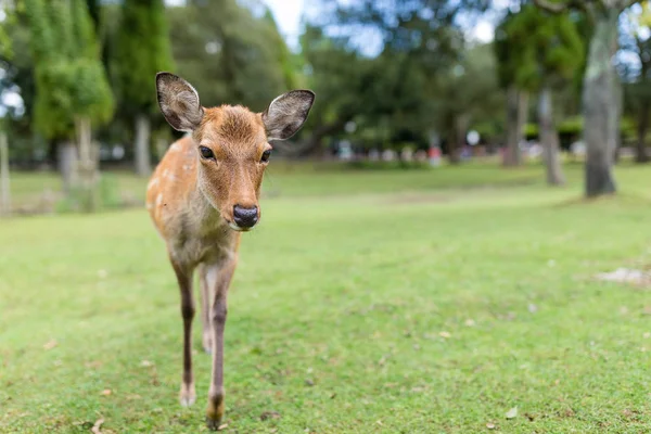 Schattig wilde herten in het park — Stockfoto