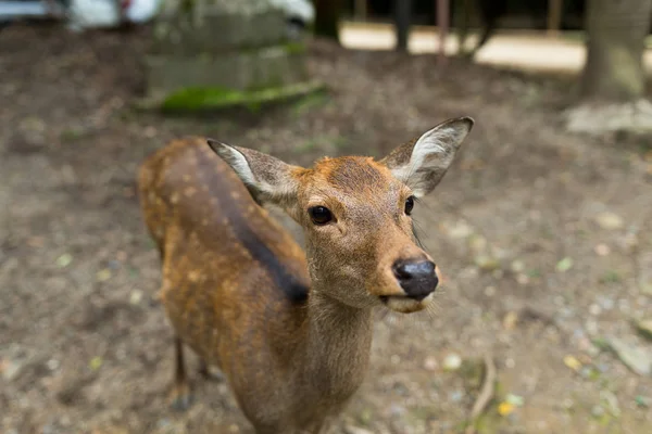 일본에서 귀여운 사슴 — 스톡 사진
