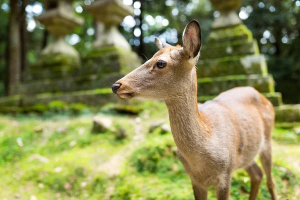 Cervo nel tempio giapponese — Foto Stock