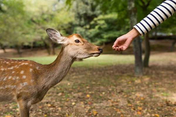 Feeding the cute deer — Stock Photo, Image