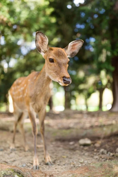 かわいい小さな鹿 — ストック写真
