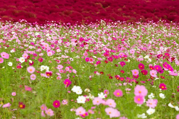 Цветы казака и красная бассия скопария — стоковое фото