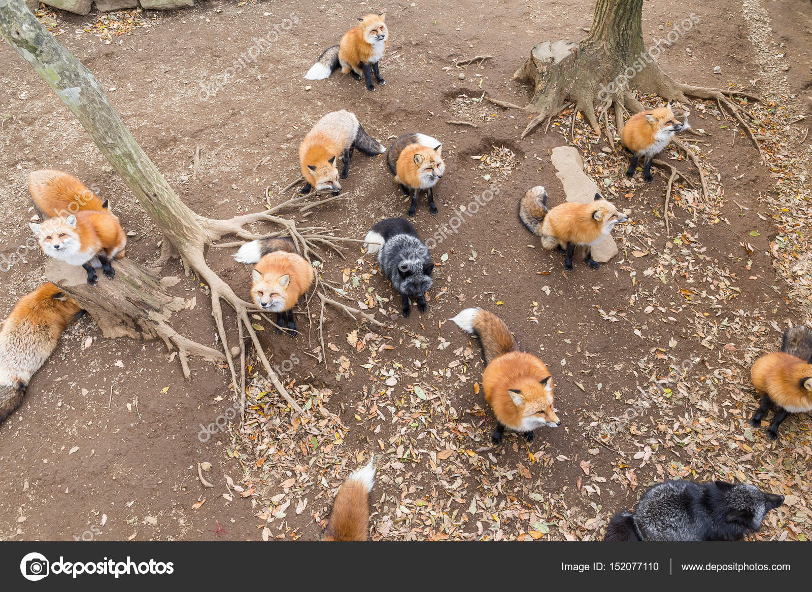 Raposas à espera de comida — Foto © leungchopan #152077110, image size:1600x1167