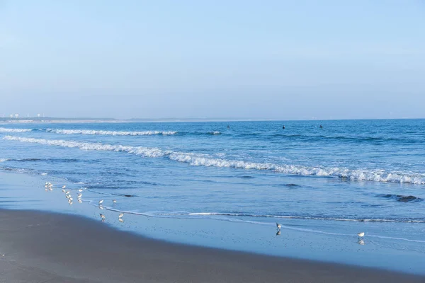 Costa della spiaggia con gabbiani — Foto Stock