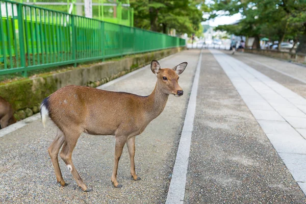 Wilde herten in Nara city — Stockfoto