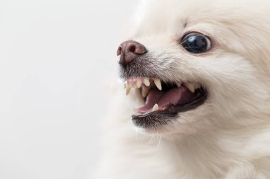 Beyaz pomeranian köpek havlıyor
