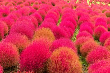 BAssia scoparia alan